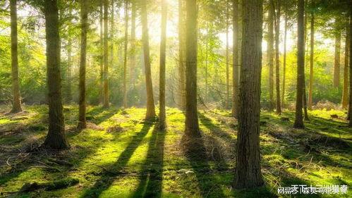 树木视频,自然界的生命画卷